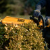 Аккумуляторный кусторез DeWALT DCMHT564N, без акб